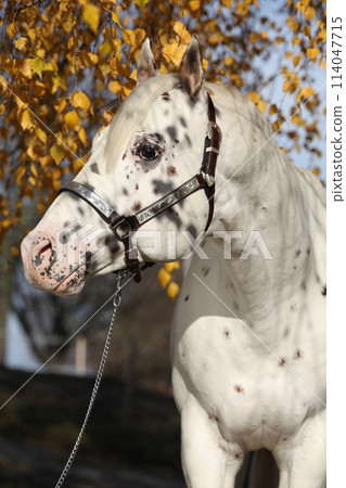 Beautiful appallosa stallion under the birch tree 114047715