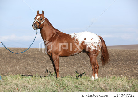 Beautiful appallosa stallion with western halter 114047722