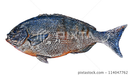 Handwritten black porgy 114047762