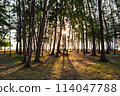 Natural scene of pine forest beside tropical beach with background of bright sunlight. 114047788