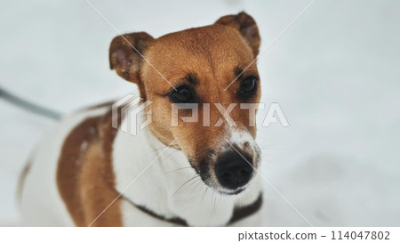 A Jack Russell Terrier trembles in the winter snow. 114047802