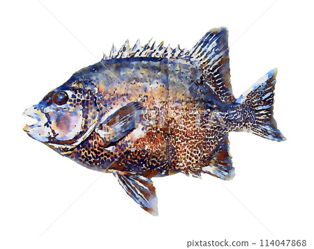 手繪石鯛魚 114047868