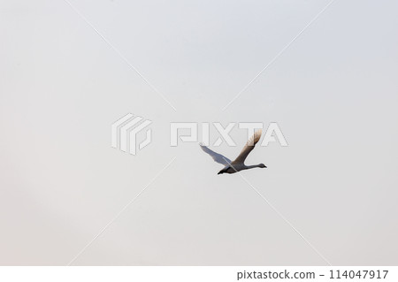 Taking off with swans and Mt. Iwaki 114047917