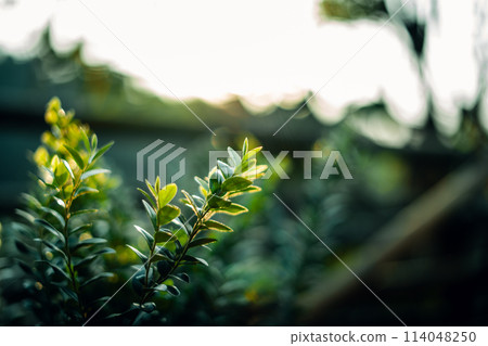 Young leaves and morning light in spring Young leaves and morning light in spring 114048250