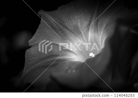 Morning glory flowers bloom ~Monochrome~ Morning glory flowers bloom ~Monochrome~ 114048283