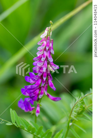  多花野碗豆 114048415