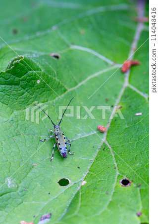 棗Kamikiri 棗Kamikiri 114048416