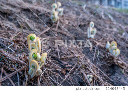 New shoots of fern peeking out from the ground ~ Spring in the North ~ New shoots of fern peeking out from the ground ~ Spring in the North ~ 114048445