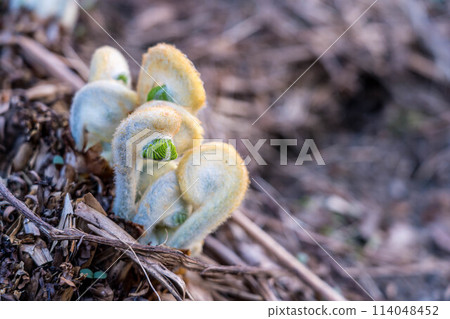 New shoots of fern peeking out from the ground ~ Spring in the North ~ New shoots of fern peeking out from the ground ~ Spring in the North ~ 114048452