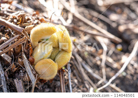 New shoots of fern peeking out from the ground ~ Spring in the North ~ 114048501