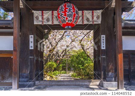 Kyoto Uhoin Temple (Nishijin Shoten) Sanmon Gate Cherry blossoms in full bloom 114048552
