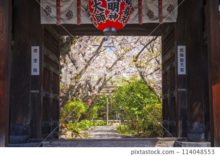 Kyoto Uhoin Temple (Nishijin Shoten) Sanmon Gate Cherry blossoms in full bloom 114048553