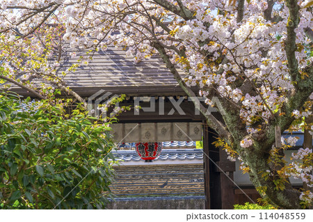 Kyoto Uhoin Temple (Nishijin Shoten) Sanmon Gate Cherry blossoms in full bloom 114048559