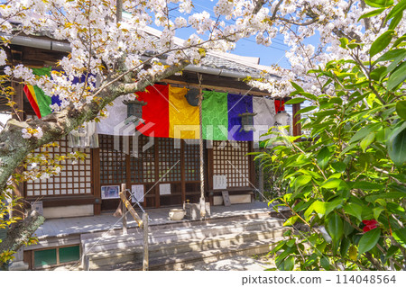 京都宇鳳院（西陣書店）觀音堂櫻花盛開 114048564