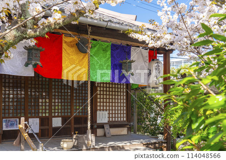 Kyoto Uhoin (Nishijin Shoten) Kannon Hall Cherry blossoms in full bloom 114048566