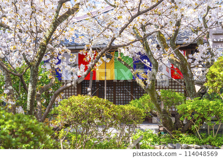 Kyoto Uhoin (Nishijin Shoten) Kannon Hall Cherry blossoms in full bloom 114048569