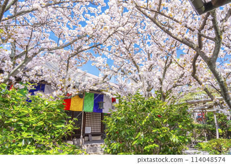 京都宇鳳院(西陣書店)觀音堂櫻花盛開 京都宇鳳院(西陣書店)觀音堂櫻花盛開 114048574