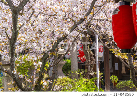 Kyoto Uhoin (Nishijin Shoten) Cherry blossoms in full bloom 114048590