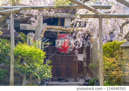 Kyoto Uhoin (Nishijin Shoten) Main Hall Cherry blossoms in full bloom 114048591