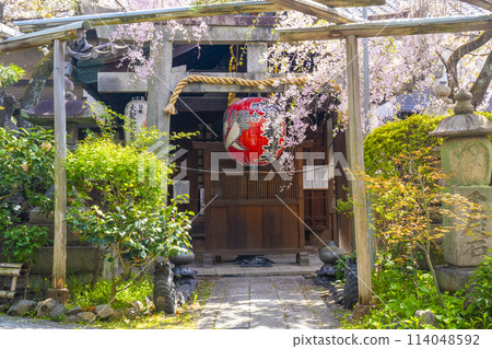 京都宇鳳院（西陣書店）正殿櫻花盛開 114048592
