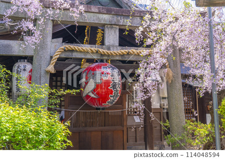 Kyoto Uhoin (Nishijin Shoten) Main Hall Cherry blossoms in full bloom 114048594