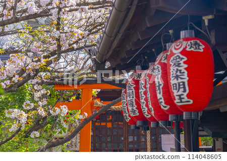京都宇鳳院（西陣商店）稻荷神社櫻花盛開 114048605