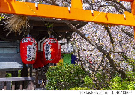 Kyoto Uhoin (Nishijin Shoten) Inari Shrine Cherry blossoms in full bloom 114048606