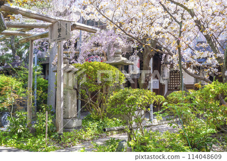 京都宇鳳院櫻花盛開 114048609