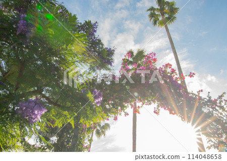 Jacaranda and bougainvillea blooming under a blue sky on the Jacaranda Promenade in Atami City 114048658