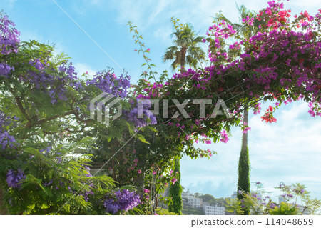 Jacaranda and bougainvillea blooming under a blue sky on the Jacaranda Promenade in Atami City 114048659