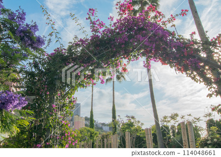 Jacaranda and bougainvillea blooming under a blue sky on the Jacaranda Promenade in Atami City 114048661