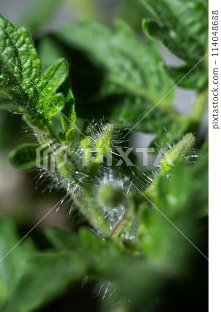 Close-up of a fuzzy green tomato plant stem with buds 114048688