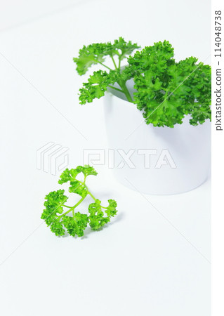 Parsley in a ceramic container (simple, copy space, white background) 114048738