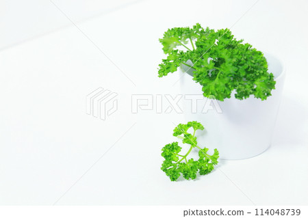 陶瓷容器中的歐芹（簡單，複製空間，白色背景） 114048739