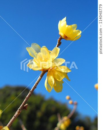 Lowbye and winter blue sky Lowbye and winter blue sky 114048779