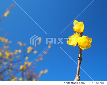 Lowbye and winter blue sky 114048781