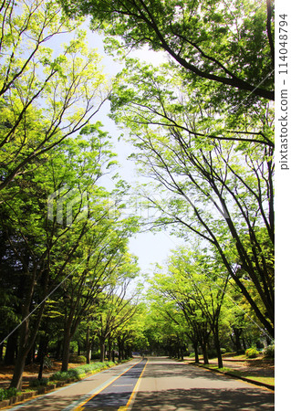 Komazawa公園新鮮的綠色 Komazawa公園新鮮的綠色 114048794