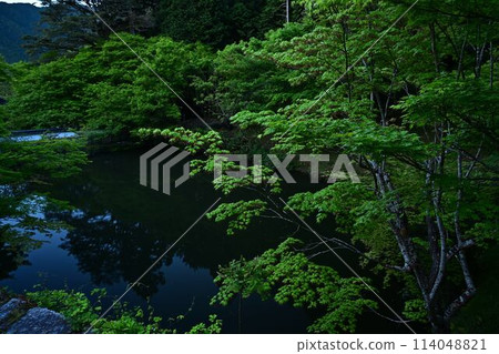Fresh greenery at Entsuji Temple 114048821