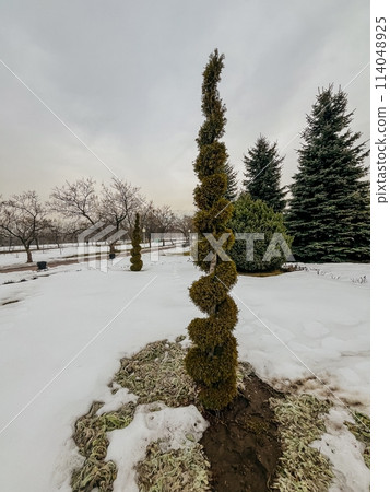 A single spiral decorative tree in the winter park covered with snow, showcasing ornamental gardening and landscape design. 114048925