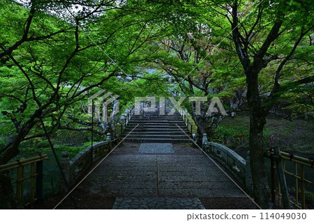 Fresh greenery at Entsuji Temple 114049030