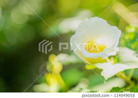 White hibiscus flower close-up White hibiscus flower close-up 114049058