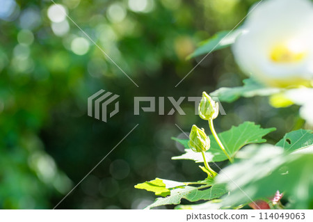 White Hibiscus flower buds close-up 114049063