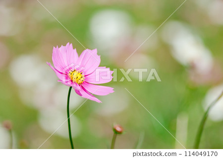 Pink cosmos Pink cosmos 114049170