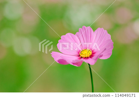 美麗的粉紅色波斯菊 美麗的粉紅色波斯菊 114049171