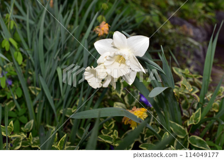 白色的水仙花 白色的水仙花 114049177