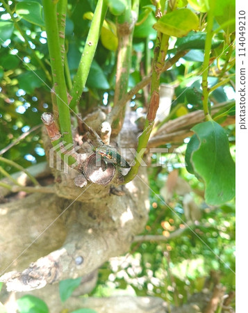 Ao-madara beetle 114049210