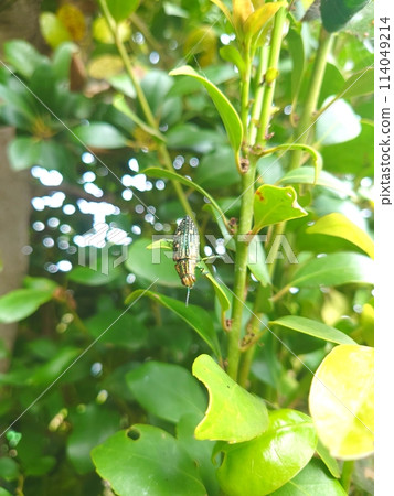 Ao-madara beetle 114049214