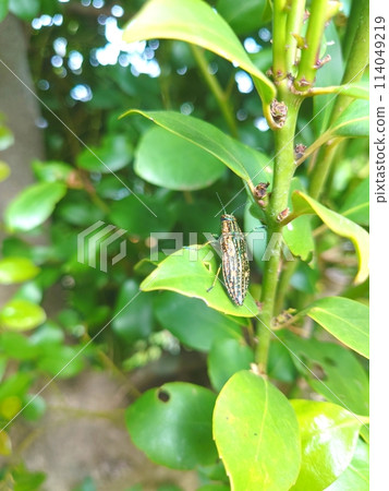 Ao-madara beetle Ao-madara beetle 114049219