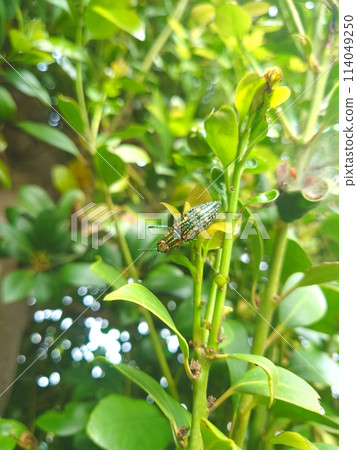 Ao-madara beetle 114049250