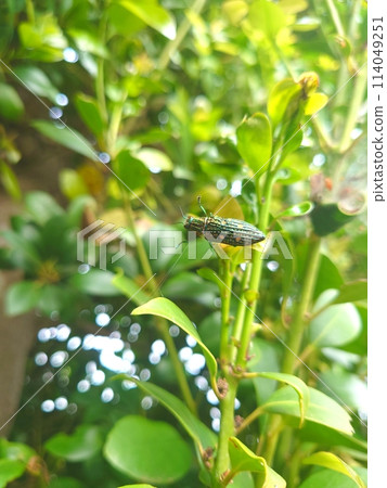 Ao-madara beetle 114049251